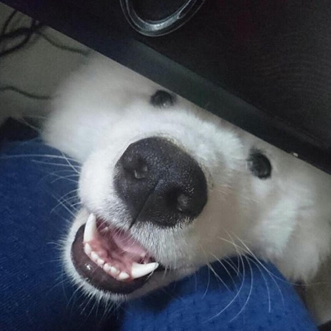 15 вещей, которые случатся с каждым, кто заведет себе собаку 15 вещей, которые случатся с каждым, кто заведет себе собаку