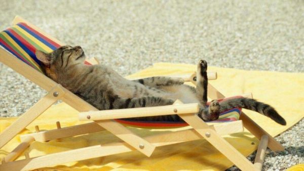 Даже они на отдыхе, а ты нет: фотографии котиков, которые вызовут зависть