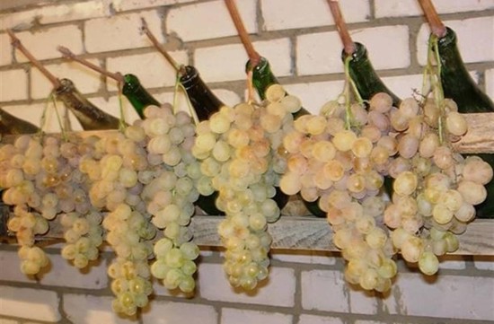 хранение гроздей винограда с отрезком лозы установленным в виду
