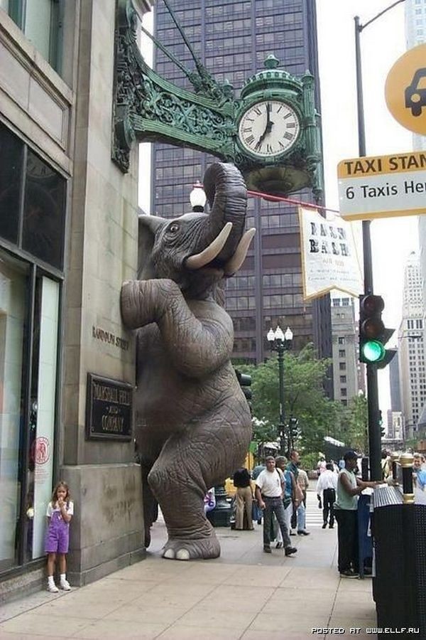 34. Слон из Чикаго. street art, фотографии, юмор