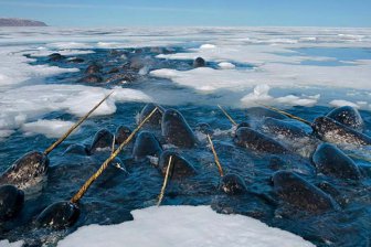 Рога нарвалов сформировались в результате полового отбора