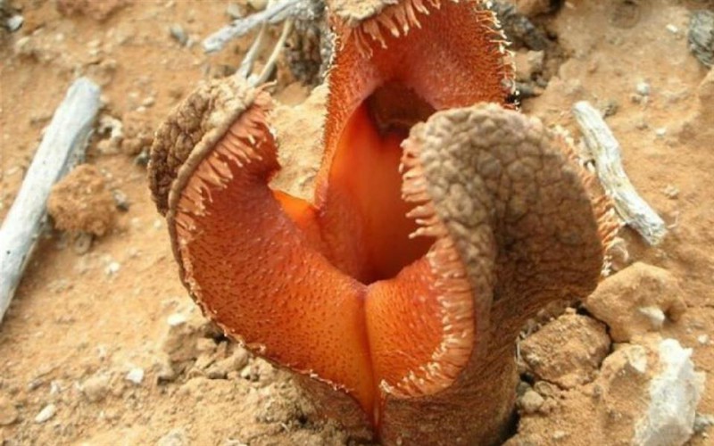 Гиднора африканская. необычные растения, флора