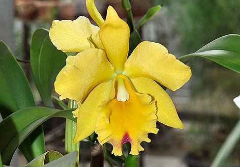 Каттлея (Cattleya) Каттлея (Cattleya)