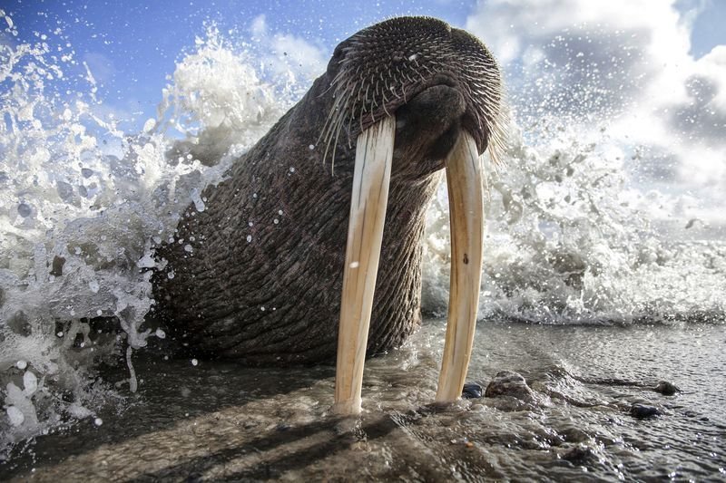 Водный мир акула, водный мир, кит, крокодил, медуза, морж, морской конек