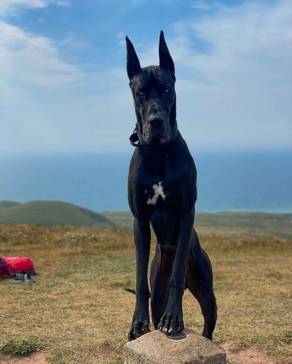 0_Meet-Enzo-the-Great-Dane-who-has-gone-viral-thanks-to-his-uncanny-resemblance-to-Batman-and-even.jpg