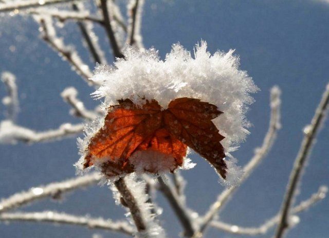 5 секретов небывалого урожая смородины 5 секретов небывалого урожая смородины садоводство,смородина