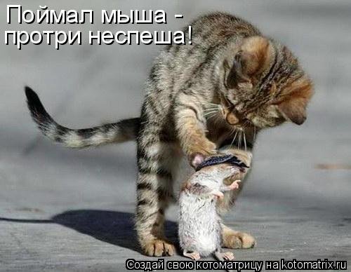 Ночная котоматрица (12 шт)