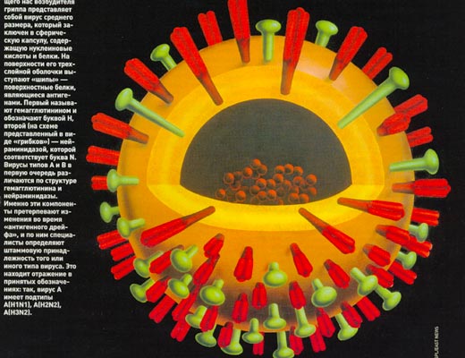 Бессмертная инфлюэнца болезни,здоровье,медицина