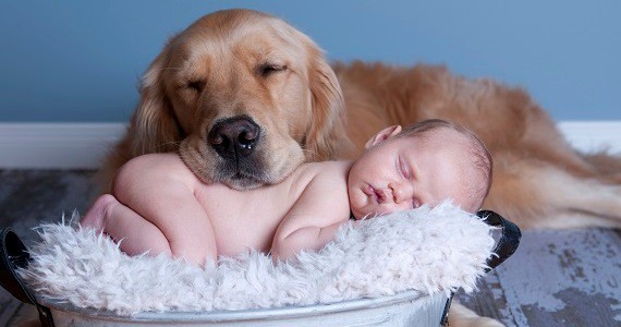Спят усталые игрушки дети, животные, сон, фото