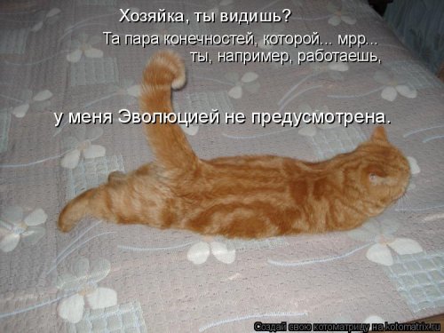 Свежая котоматрица для всех Свежая котоматрица для всех смешные картинки
