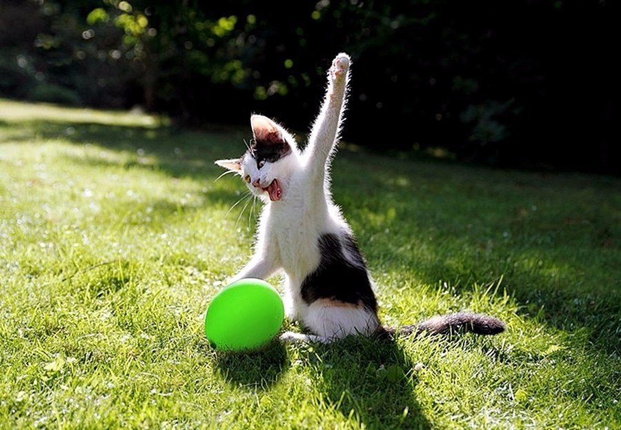 Позитивные и милые фотографии с веселыми картинками Позитивные и милые фотографии с веселыми картинками красивые фотографии,прикольные картинки,шикарные фотографии