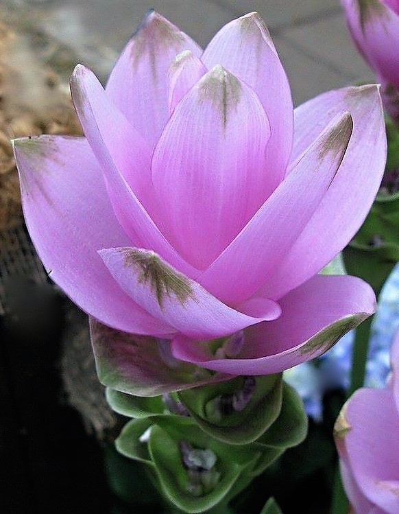 Куркума: и вершки, и корешки куркума, Curcuma, alismatifolia, Куркума, цветения, пряность, известна, условиях, домашних, цветки, – Куркуму, садах, выращивать, частухолистную, квартирах, рекомендуют, красивого, недавно, формы, сравнительно