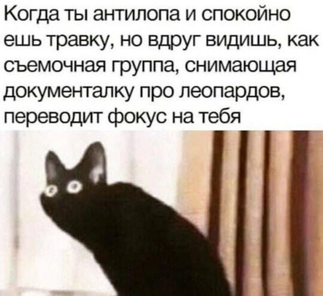 Каждый вечер я сижу дома навстречу своей судьбе... 