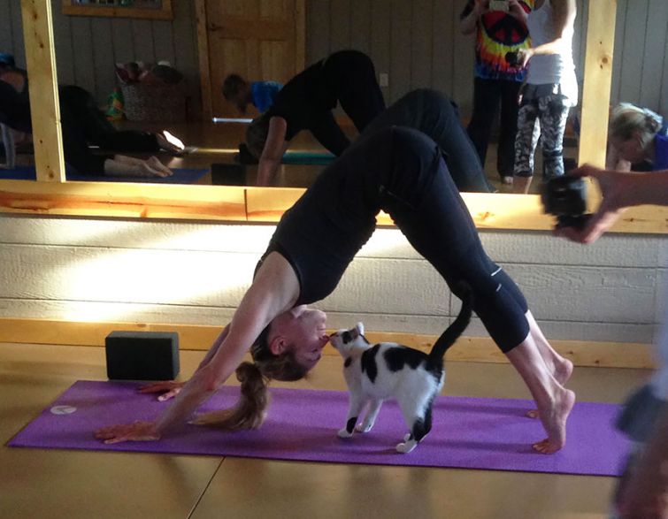 Йога с котами, Cats Yoga, студия йоги помогает бездомным кошкам найти новый дом