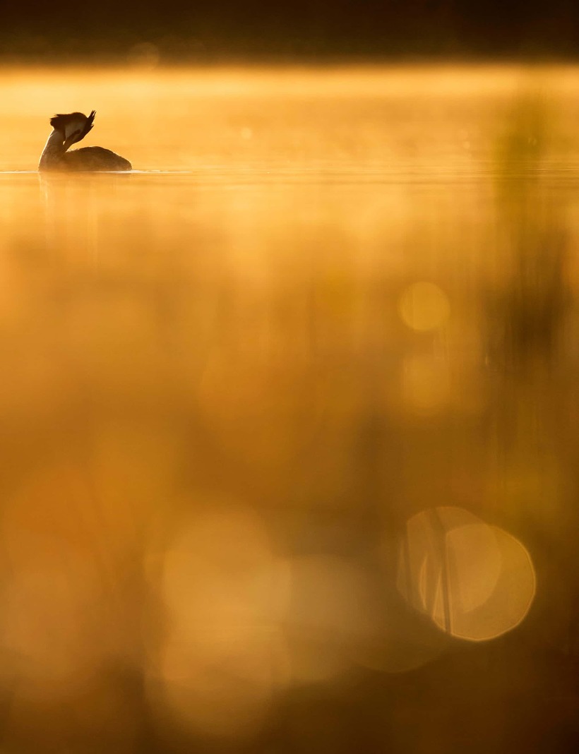 Лучшие фотографии птиц с конкурса Bird Photographer of the Year