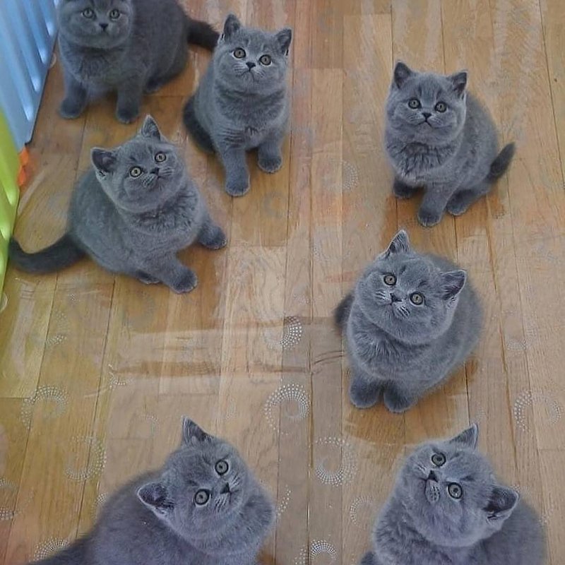 20 фото милейших котят, которые растопят сердце любого 20 фото милейших котят, которые растопят сердце любого кот, котенок, кошка, милый