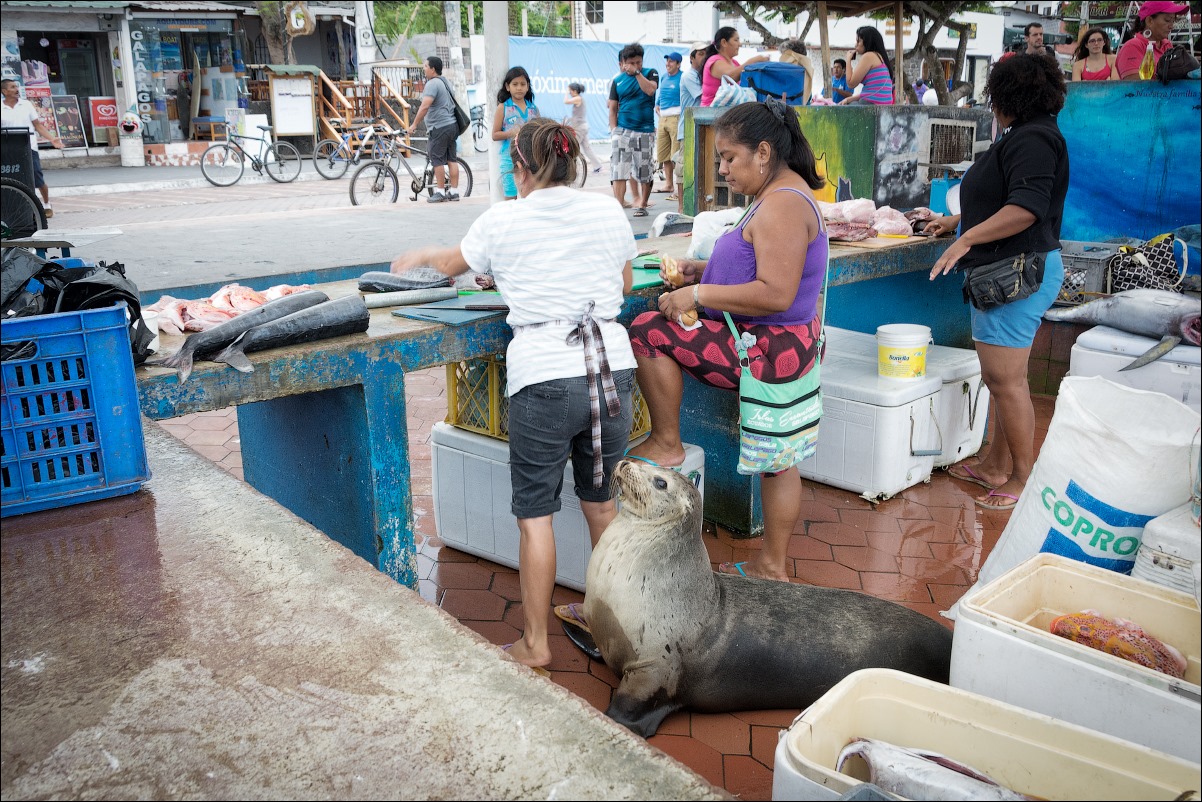 Рыбный рынок на Санта Крусе