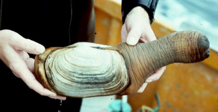 брюхоногий моллюск гуидак 