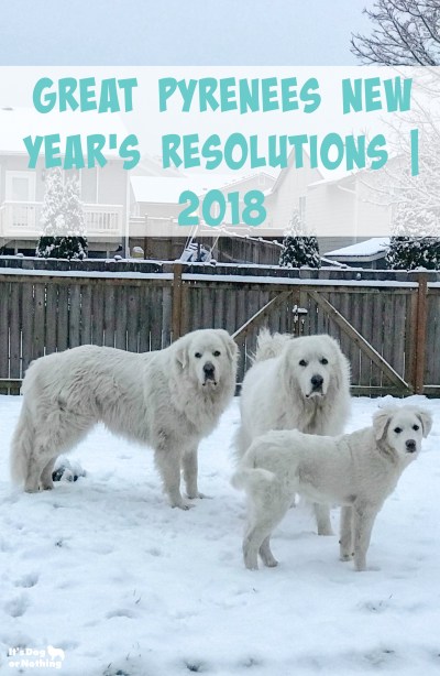 Have you talked to your Great Pyrenees about making New Year's resolutions? I chatted with the fluffies and got their resolutions for 2018.