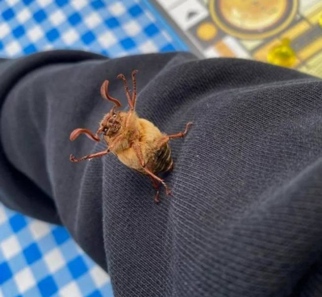 Делаю что хочу! Делаю что хочу!