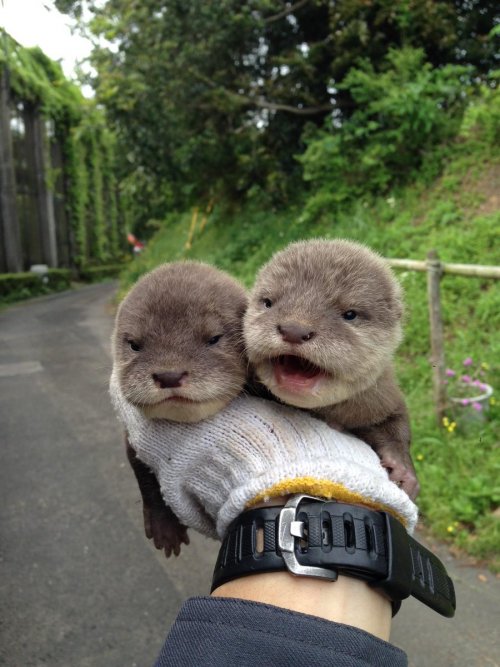 22 нежных детёныша, которые заставят вас полюбить весь мир 22 нежных детёныша, которые заставят вас полюбить весь мир