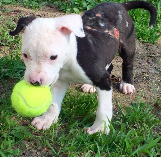 пожарный спас щенка и навсегда изменил его жизнь 