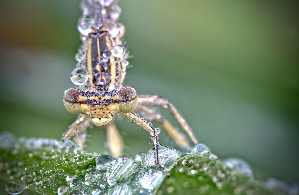 Красивое макрофотографии стрекозы насекомые