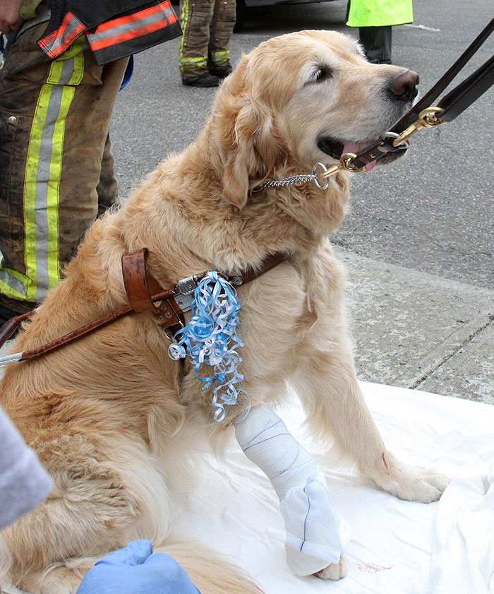 When This Service Dog, Figo, Saw A Bus Heading Towards His Blind Owner, He Jumped Between Them In Attempt To Take Most Of The Hit For Her