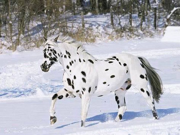 животные, лошадь