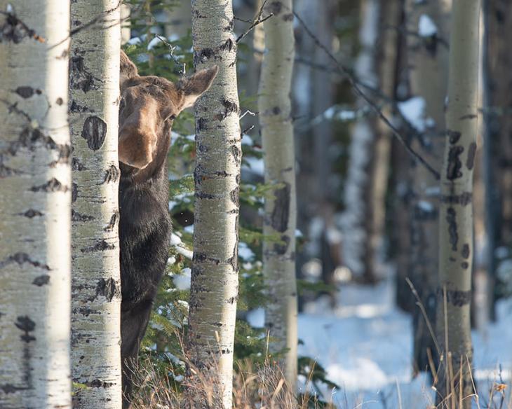 Самые смешные фотографии дикой природы 2018, Comedy Wildlife Photo Awards