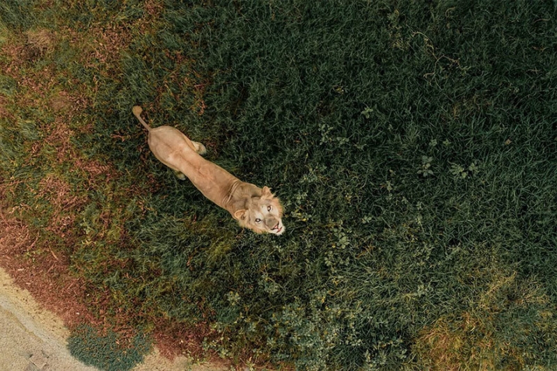 Dronestagram представил лучшие аэрофотографии, сделанные в 2018 году