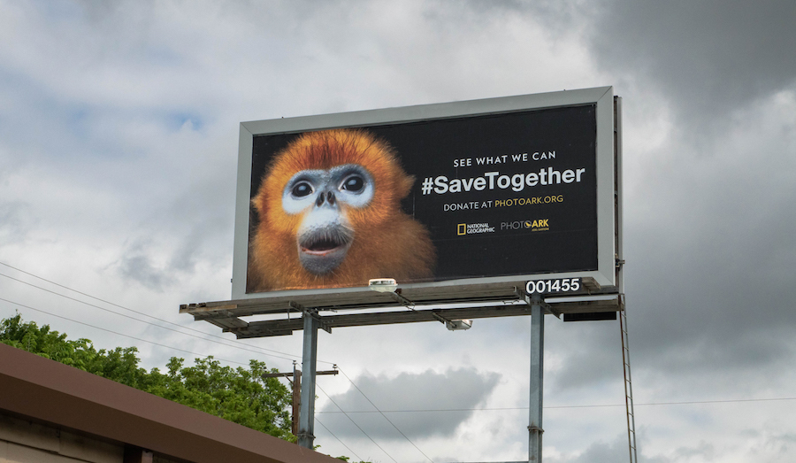 National Geographic начал кампанию, посвященную сохранению исчезающих видов