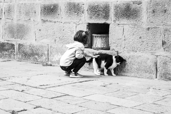 Счастливые кошки Счастливые кошки