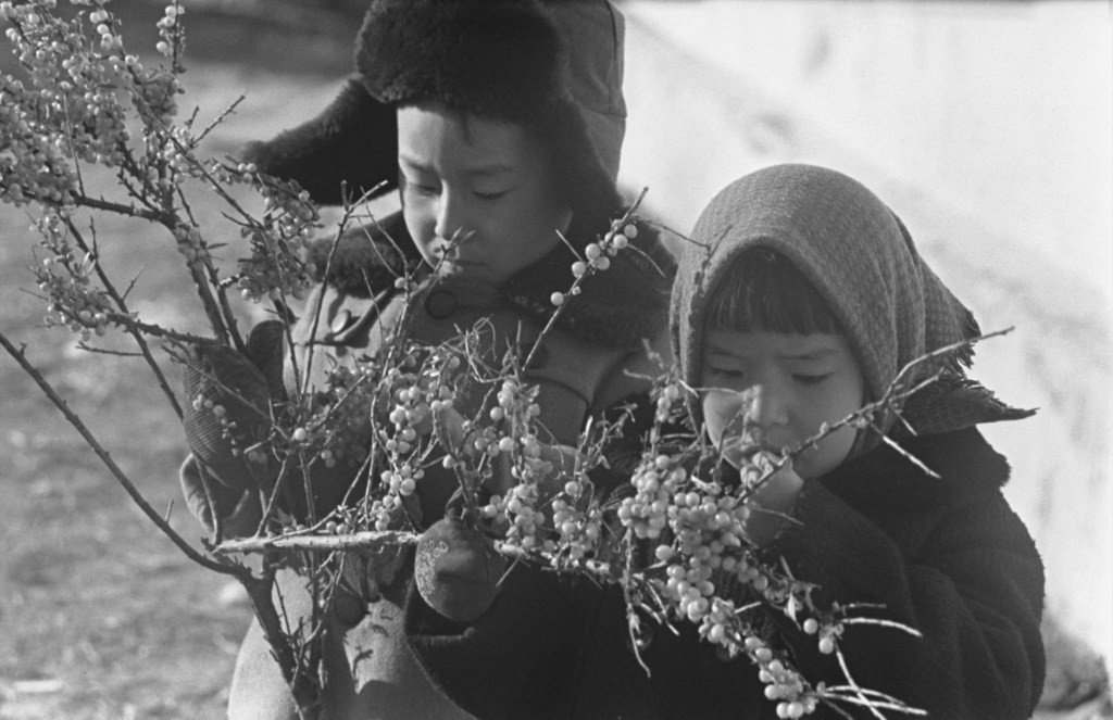 Дети в Бурятии любят лакомиться облепихой, 1967 год