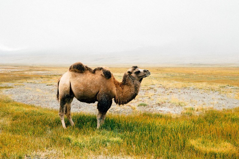Двугорбый верблюд Ваханский коридор, афганистан, вид, горы, природа, путешествие, фотомир
