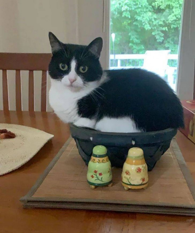 Делаю что хочу! Делаю что хочу!