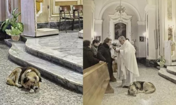 Причина по которой этот пёс часами грустит в храме ранит до слёз... Это пример настоящей верности и дружбы на всю жизнь 