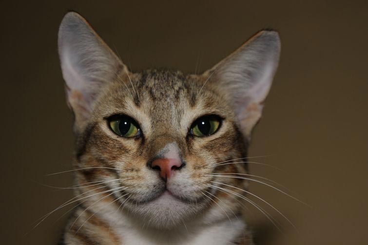 "Кажется, мне продали не ту мяту" кошки, палки, ёлки