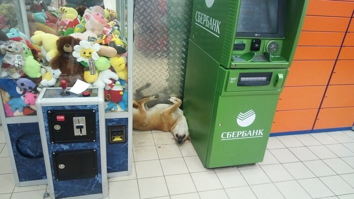 Да, удобно Да, удобно веселые картинки,фотоприколы
