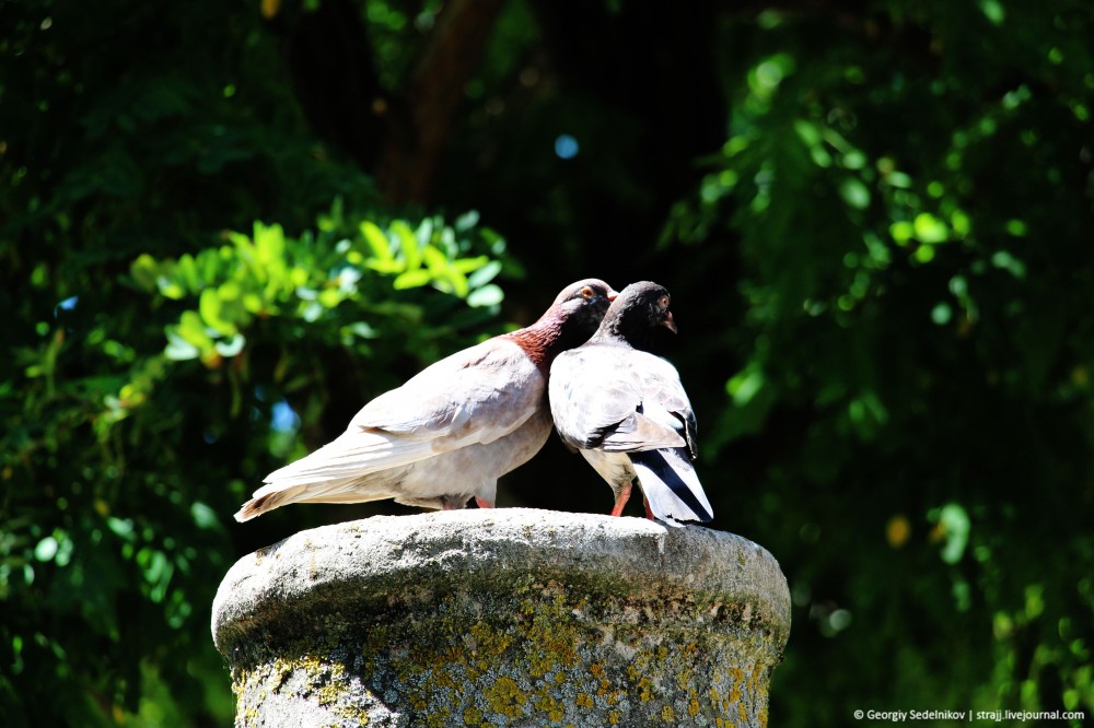 Фестиваль «Грифон» в Херсонесе