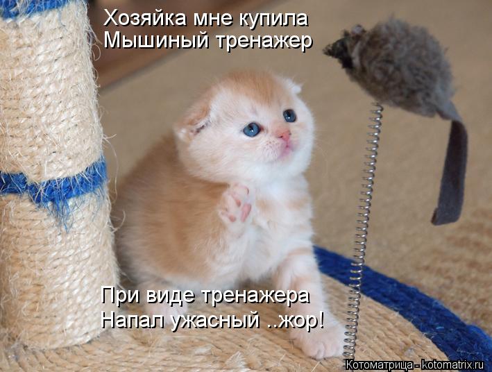 Фото котят смешные и прикольные