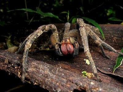 Бразильский странствующий паук — представитель Книги рекордов Гиннеса