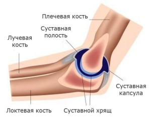 Elbow-Anatomy