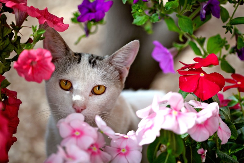 Любимый цвет кошки. Кот нюхает. Кошка нюхает цветы. Кот нюхает цветочки. Кот в цветах.