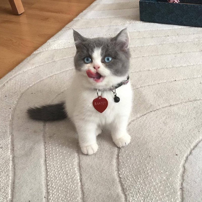 20 фото милейших котят, которые растопят сердце любого 20 фото милейших котят, которые растопят сердце любого кот, котенок, кошка, милый