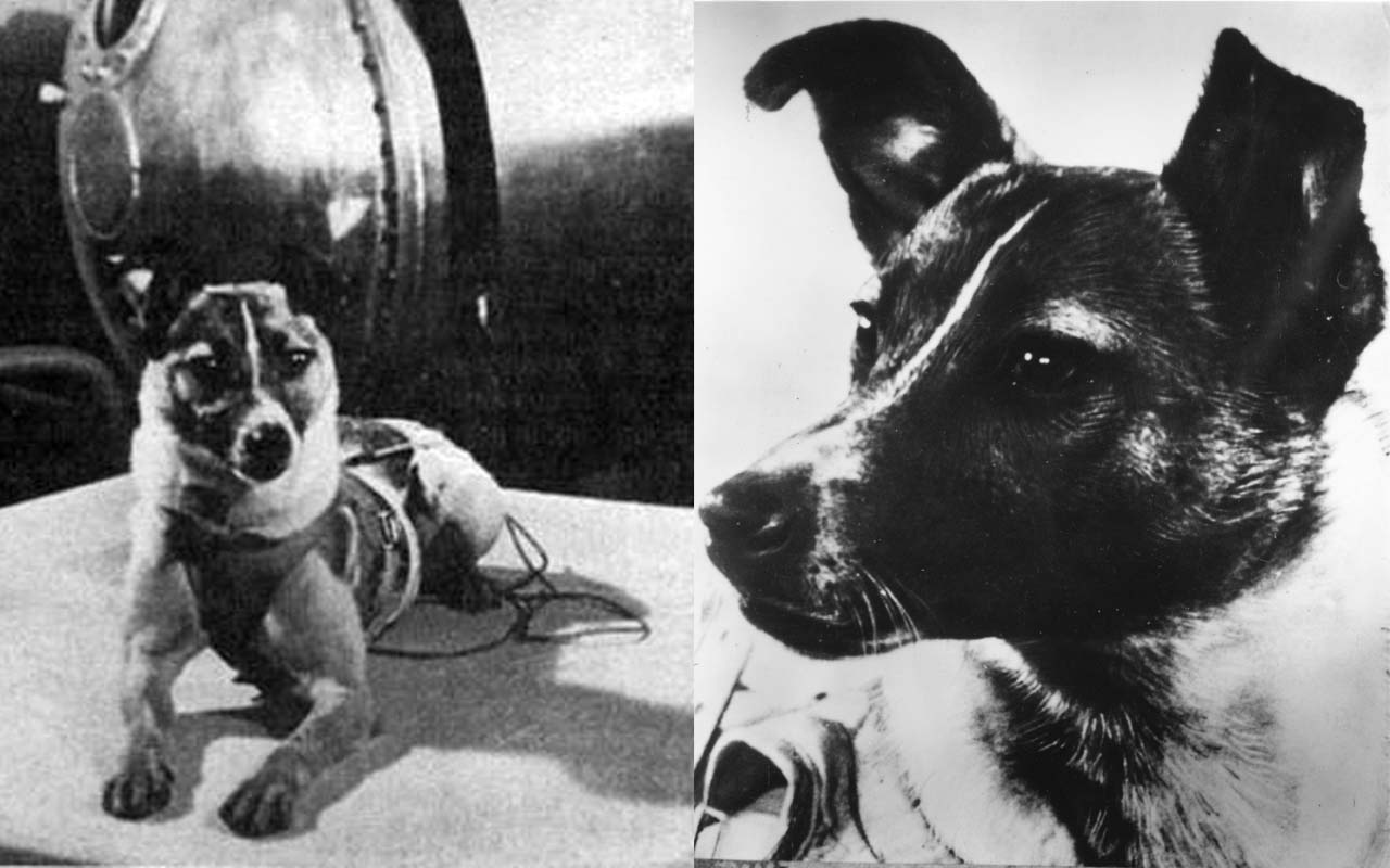 Какая собака была первая в космосе. Первая собака космонавт лайка. Лайка 1957. Собака лайка 1957. 1957 Лайка в космосе.