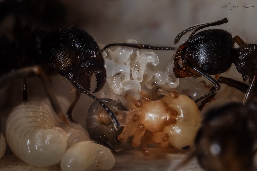 Самый секретный роддом мира муравейник, роддом