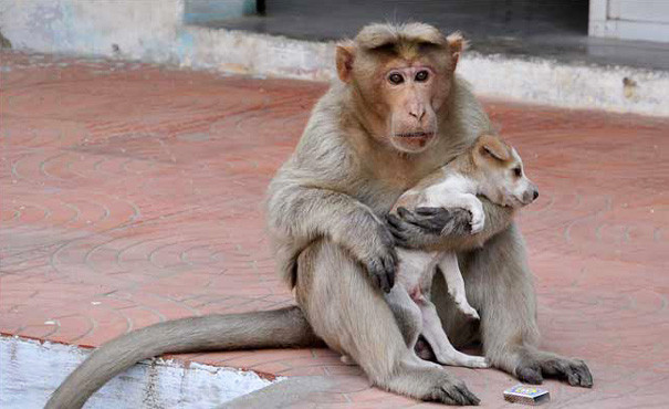 Макака спасла жизнь этого щенка  история, обезьяна, щенок
