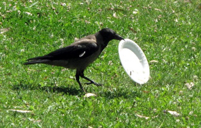 Я увидел, как эта ворона ела в парке, и обалдел от того, что она сделала ворона, животные