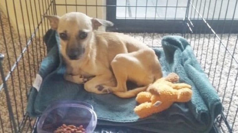 Худая бездомная собака не ела, и доктор сказал, почему. Ей нужна была операция